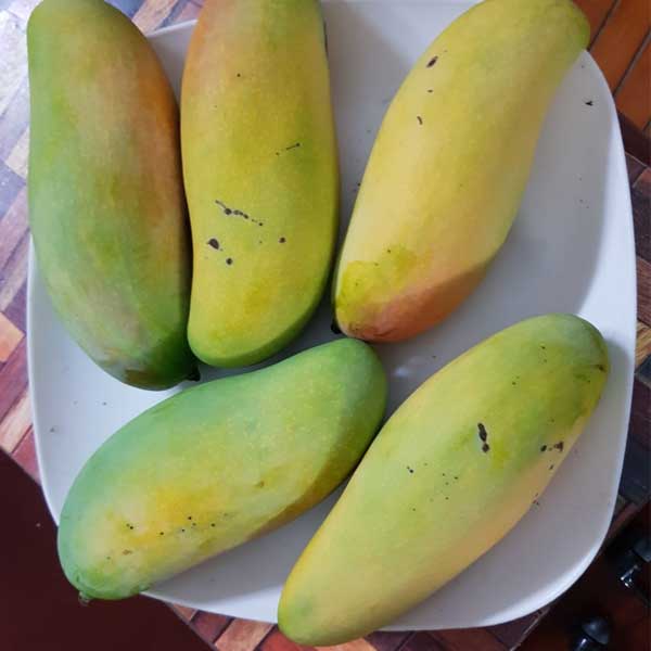Maha-Chanook mango