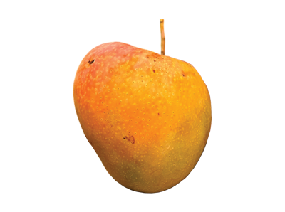 R2E2 Mango