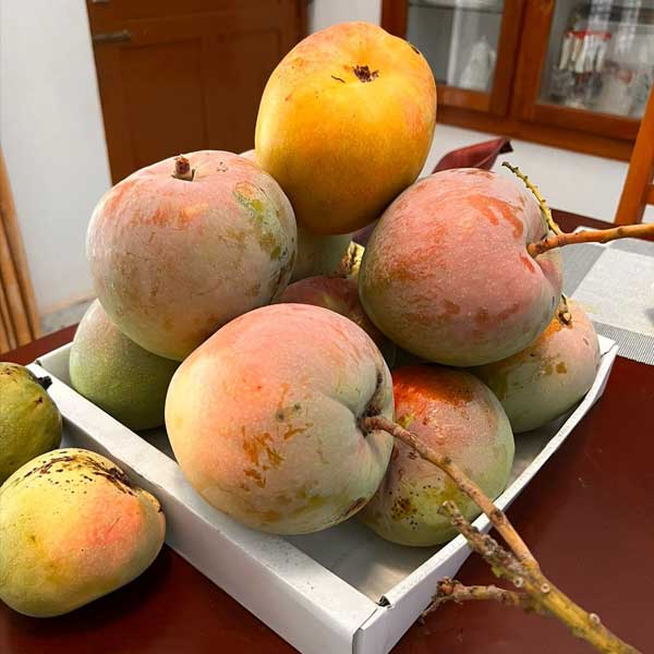 R2E2 mango