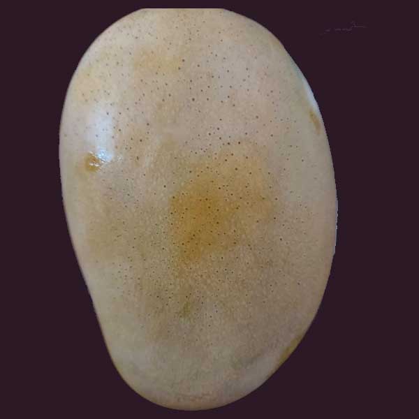 kesar mango