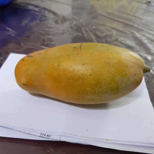 mallika mango