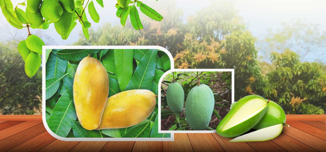 Poomala Valley Mango Farm
