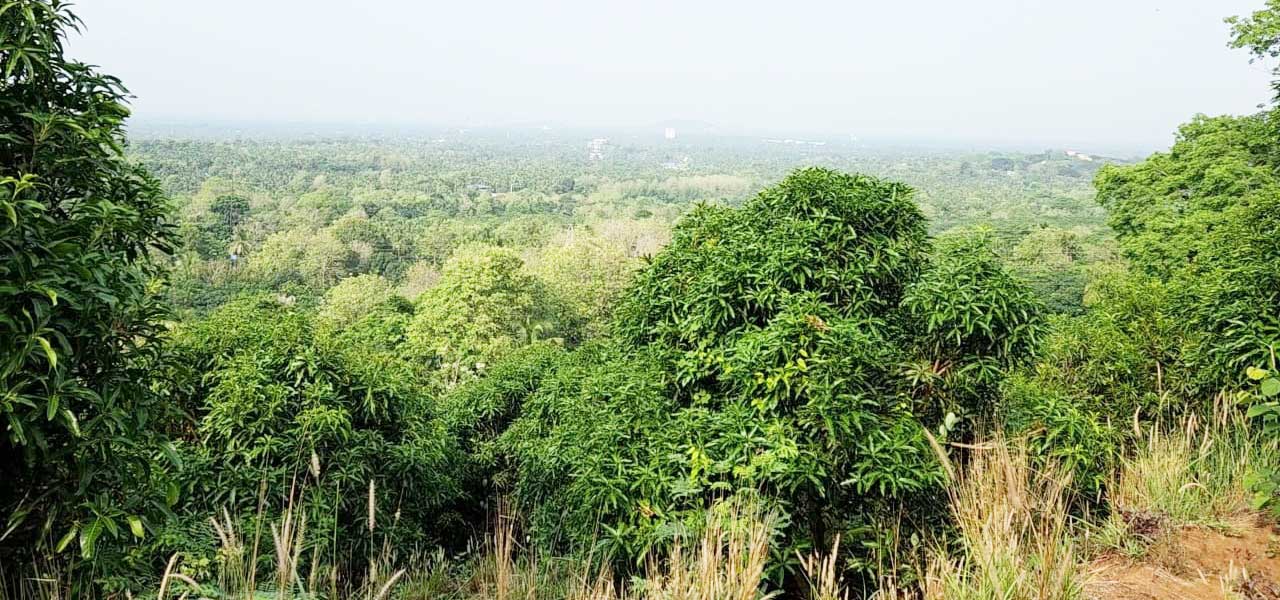 Poomala Valley Mango Farm