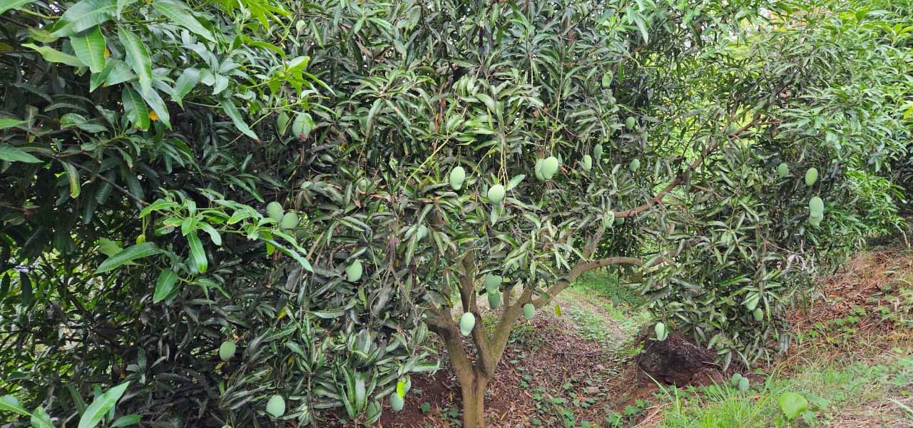 Poomala Valley Mango Farm